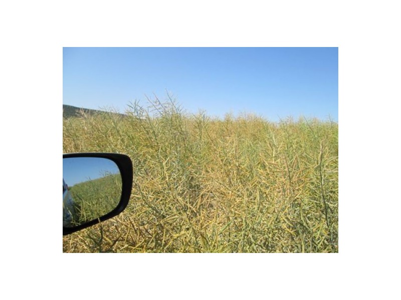 “Boomerang”, Bellata NSW 2397