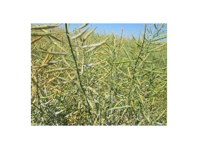 “Boomerang”, Bellata NSW 2397