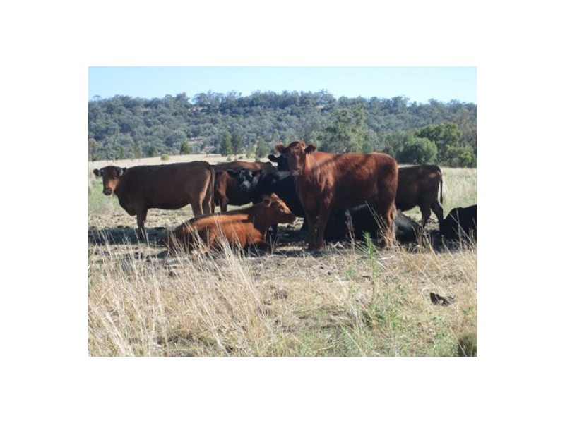 “Fairview”, Yallaroi NSW 2408