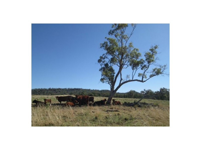 “Fairview”, Yallaroi NSW 2408