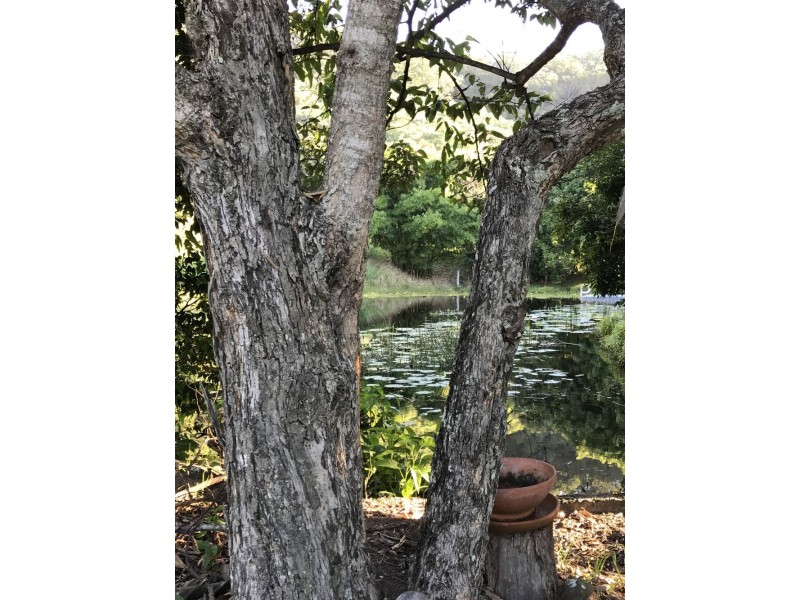 183 Mororo Road, Woombah NSW 2469