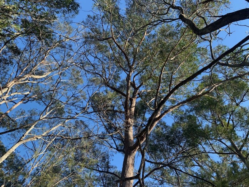 Lot 15 Tallowood Court, Woombah NSW 2469