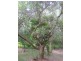 Woombah NSW 2469