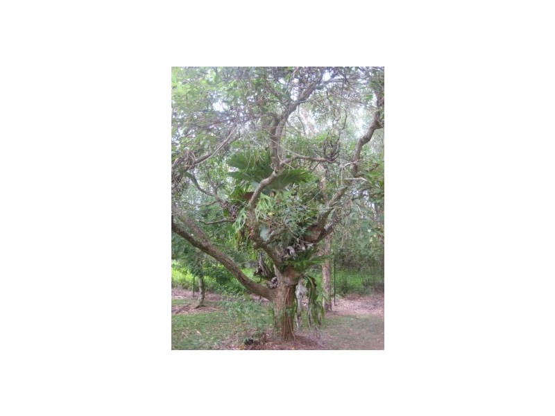 Woombah NSW 2469