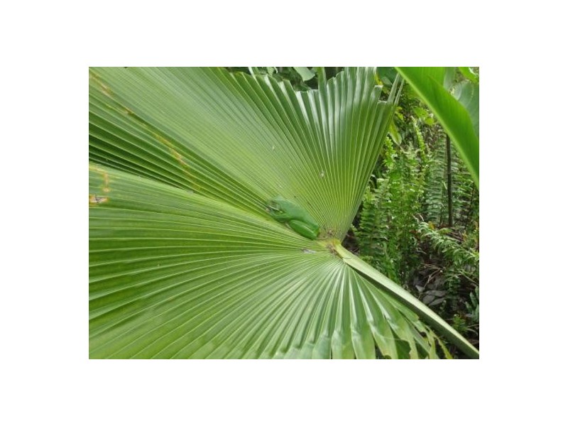 Mission Beach QLD 4852