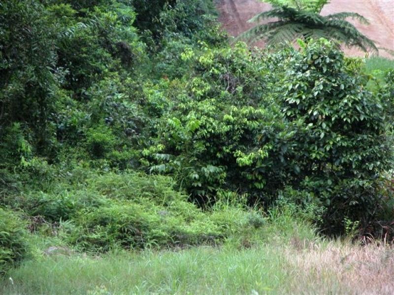 Mission Beach QLD 4852