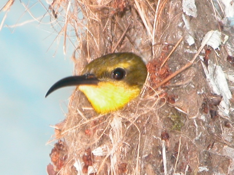 Mission Beach QLD 4852