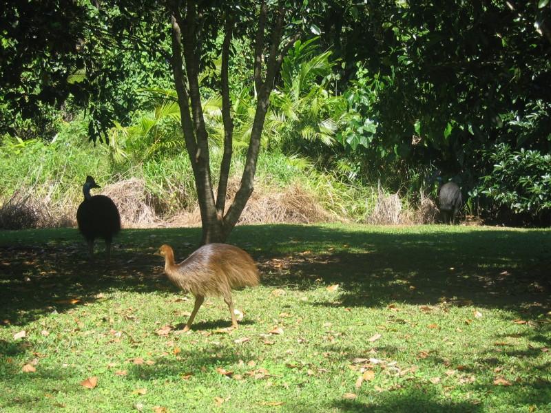 Mission Beach QLD 4852
