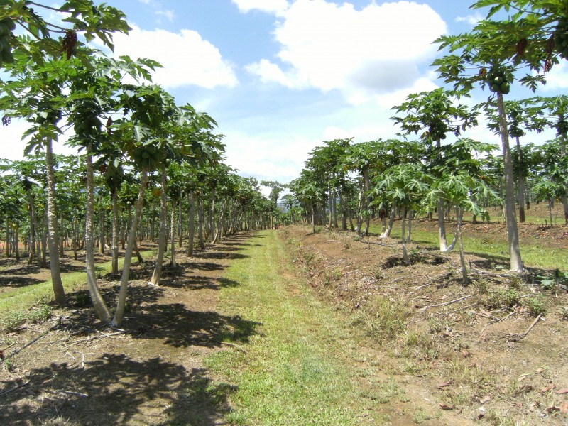 Mission Beach QLD 4852