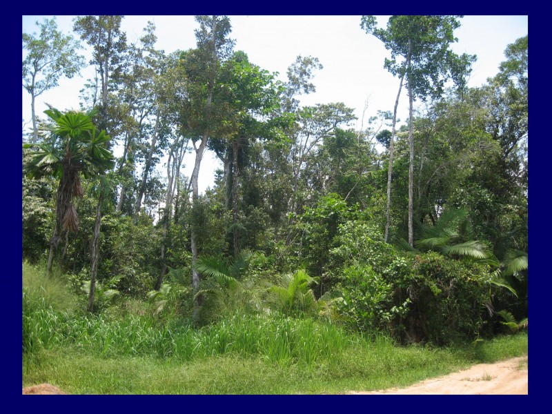 Mission Beach QLD 4852