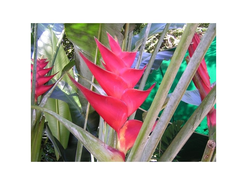 Mission Beach QLD 4852