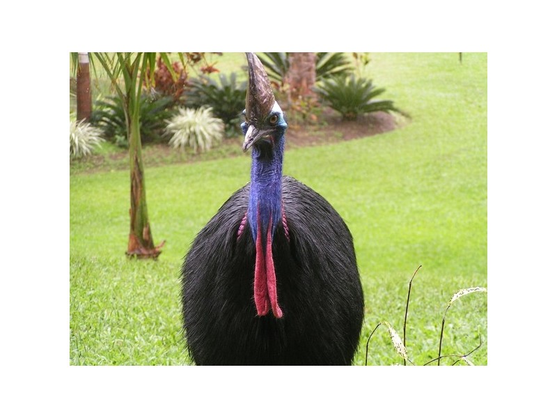 Mission Beach QLD 4852