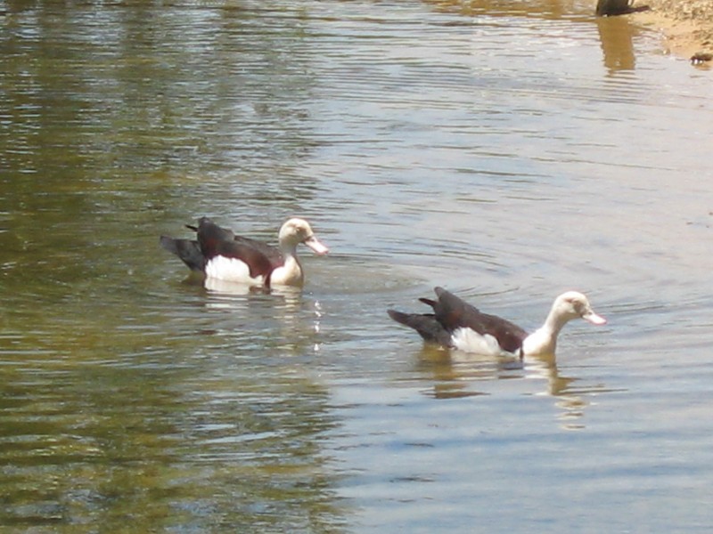 Mission Beach QLD 4852