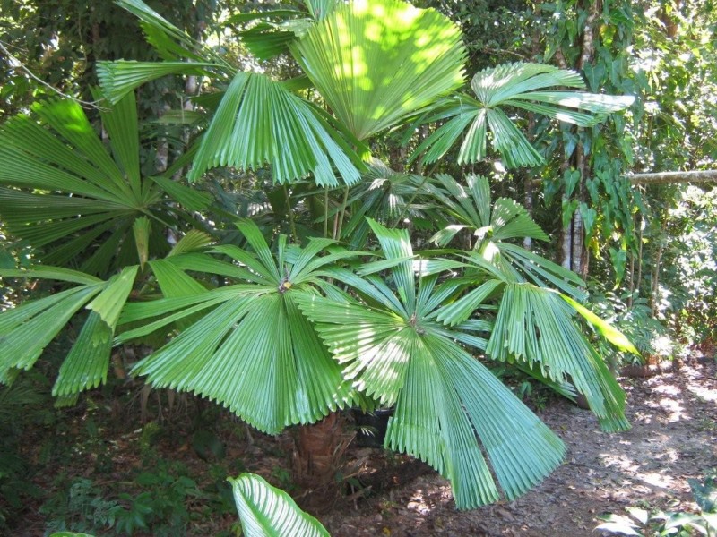 Mission Beach QLD 4852