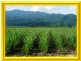 Tully QLD 4854