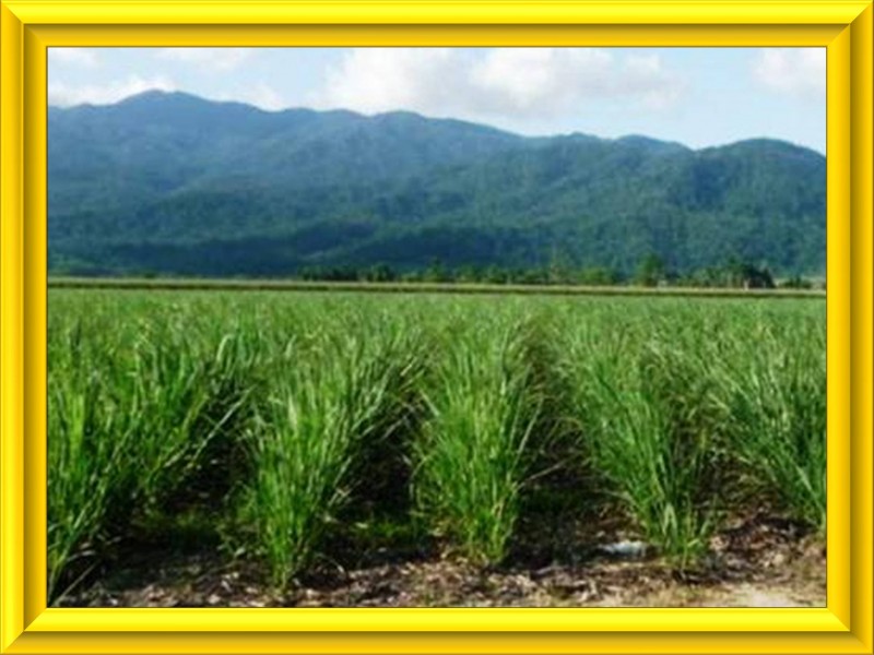 Mission Beach QLD 4852