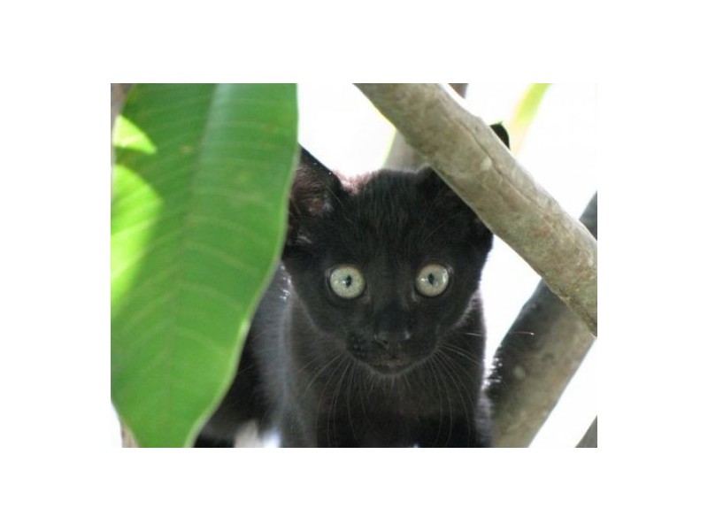 23 Gundagai Street, Coffs Harbour NSW 2450