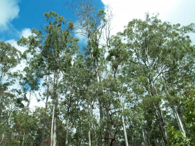 Lot 1021 The Siding, Halfway Creek NSW 2460