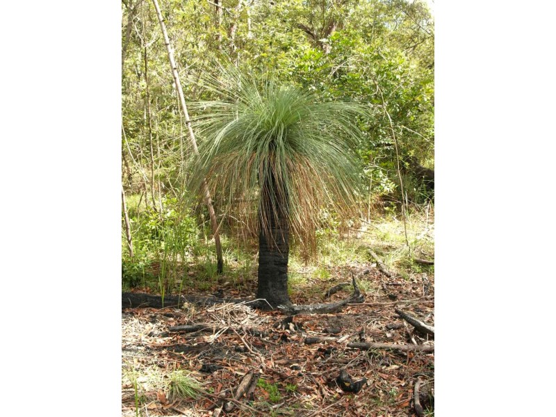 265 Baillies Road, Copmanhurst NSW 2460