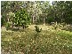 3625 Armidale Road, Nymboida NSW 2460
