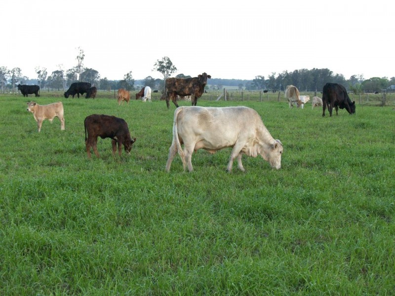 124 Finlaysons Road, Swan Creek NSW 2462