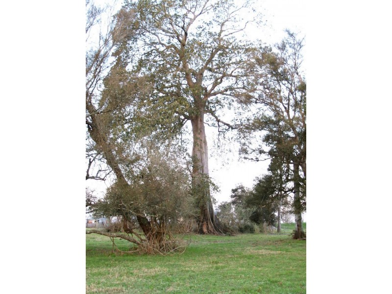 124 Finlaysons Road, Swan Creek NSW 2462