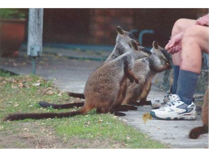 2324 Armidale Road, Blaxlands Creek NSW 2460