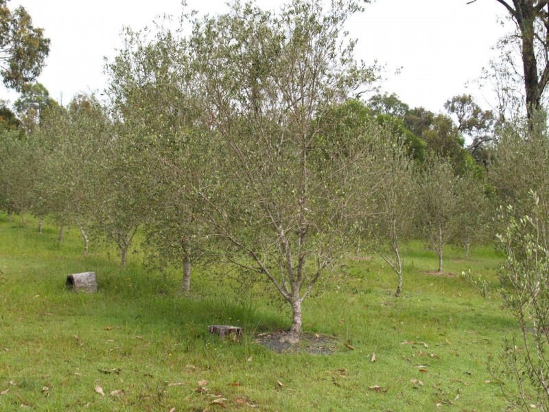 44 Mulligan Drive, Waterview Heights NSW 2460