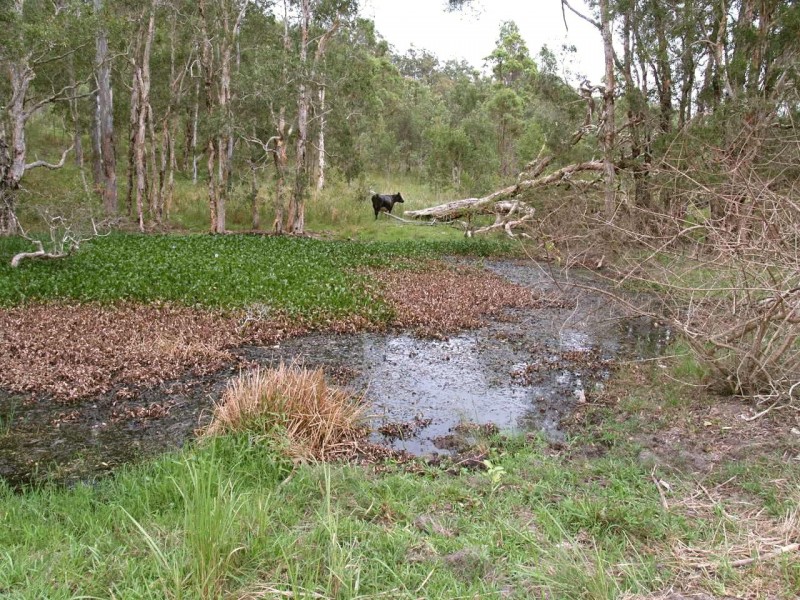 2646 Armidale Road, Coutts Crossing NSW 2460