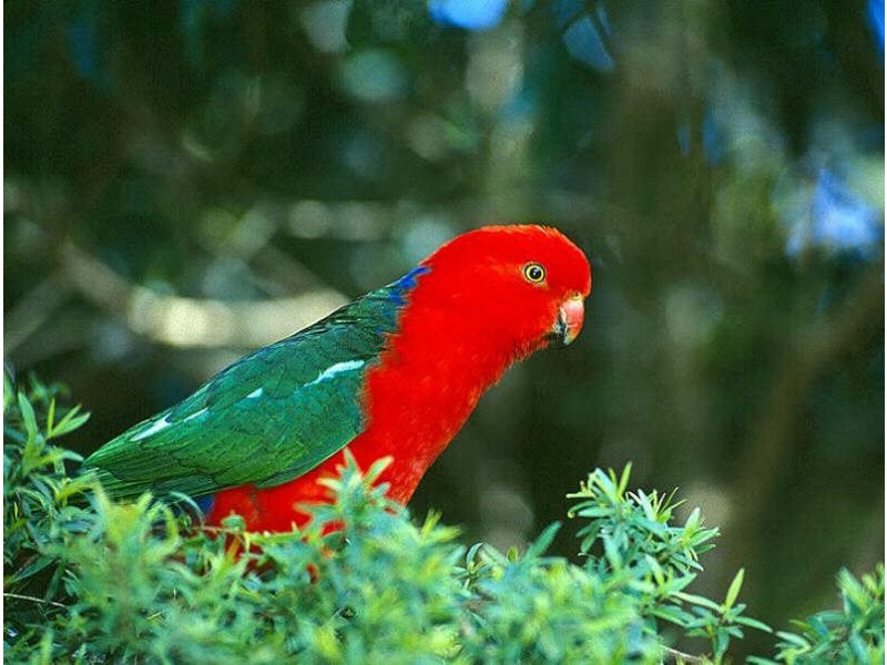 68  Edward Ogilvie Drive, Clarenza NSW 2460