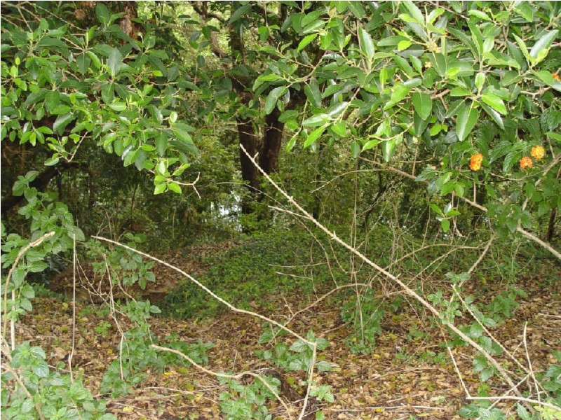 58  Ryans Gully Road, Eatonsville NSW 2460