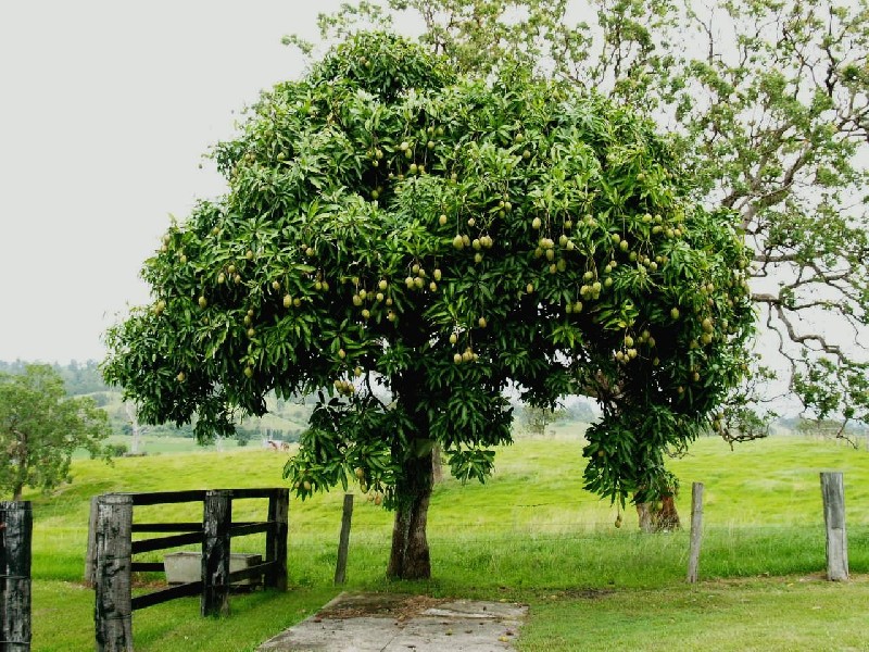 2389 Clarence Way, Upper Copmanhurst NSW 2460