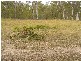 Burragan Road, Coutts Crossing NSW 2460