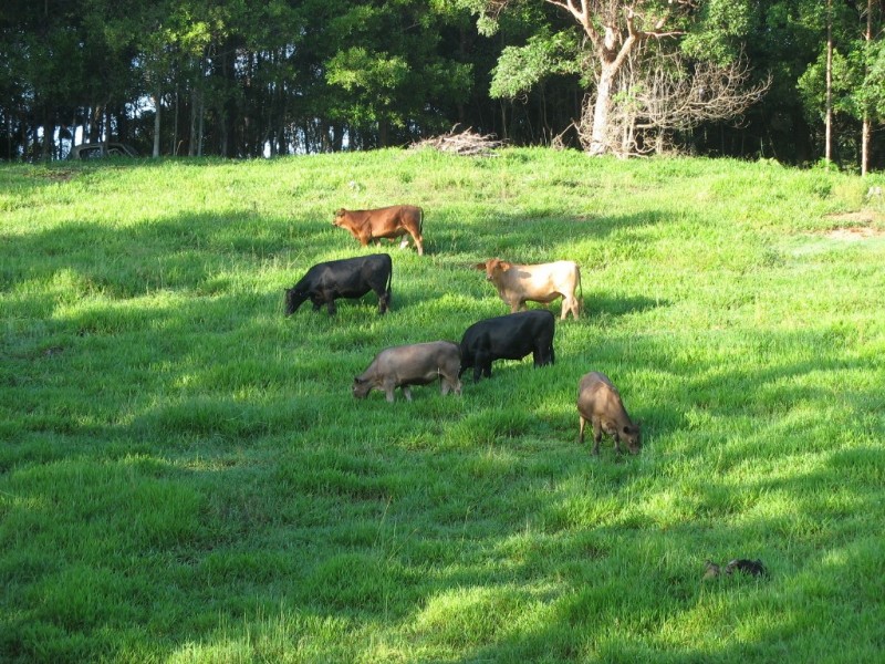 Cabarita Beach NSW 2488