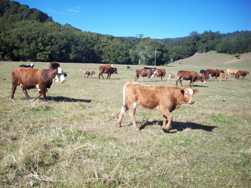 Burringbar NSW 2483