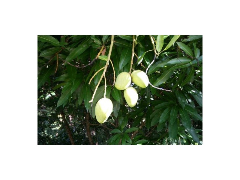 3791 Tweed Valley Way, Murwillumbah NSW 2484