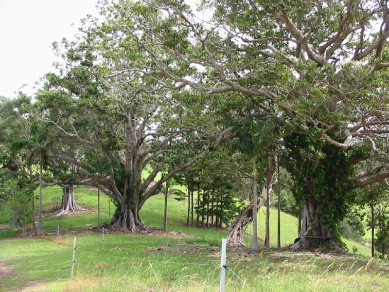 270 Round Mountain Road, Cabarita Beach NSW 2488