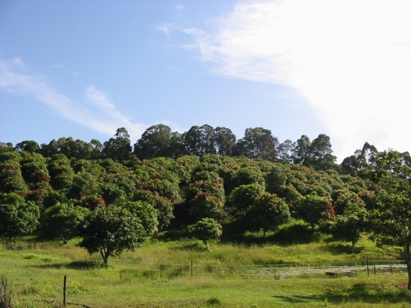 1 Palmvale Road, Palmvale NSW 2484