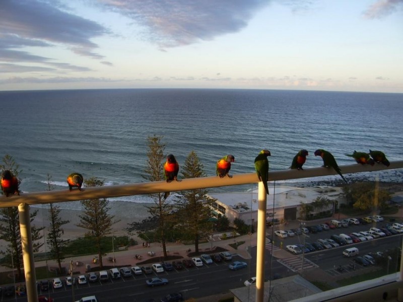 Burleigh Heads QLD 4220