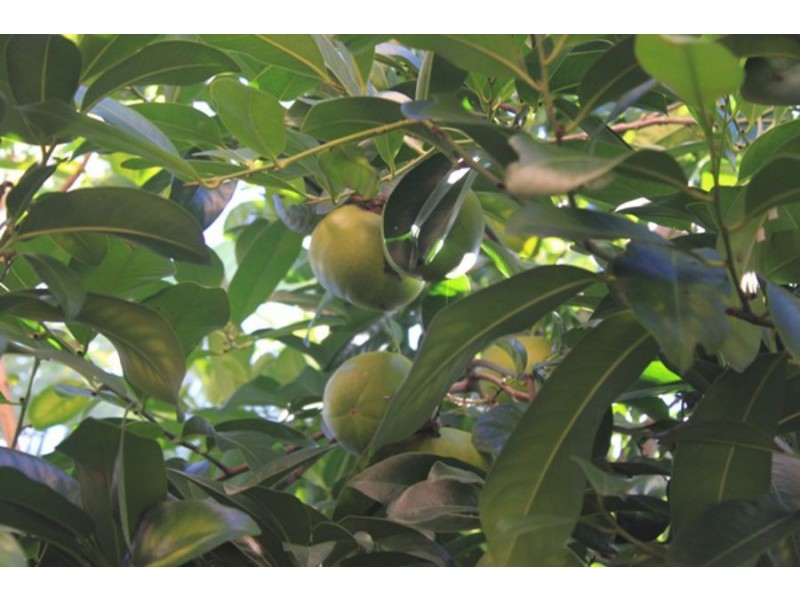 1/13 Chairlift Avenue East, Mermaid Beach QLD 4218