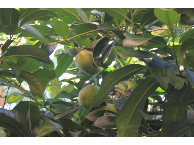 1/13 Chairlift Avenue East, Mermaid Beach QLD 4218