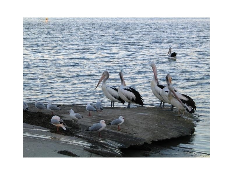 Fort Place, Caloundra QLD 4551