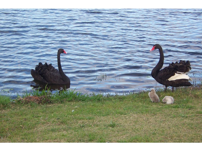 17  Courtenay Place,, Sippy Downs QLD 4556