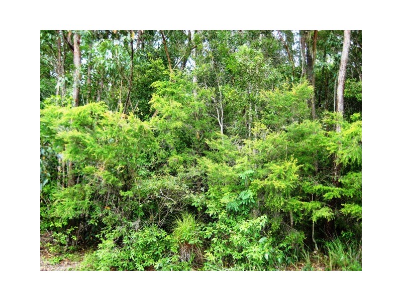 16 Livistona Cr, Caloundra QLD 4551