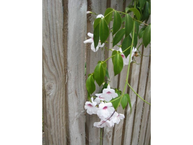 64/2 Longwood, Minyama QLD 4575