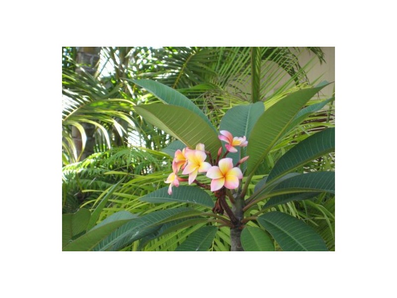 Maroochydore QLD 4558