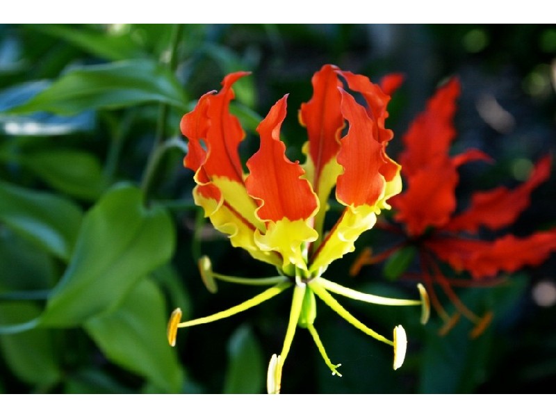 Lot 604 ALBANY STREET, Sippy Downs QLD 4556