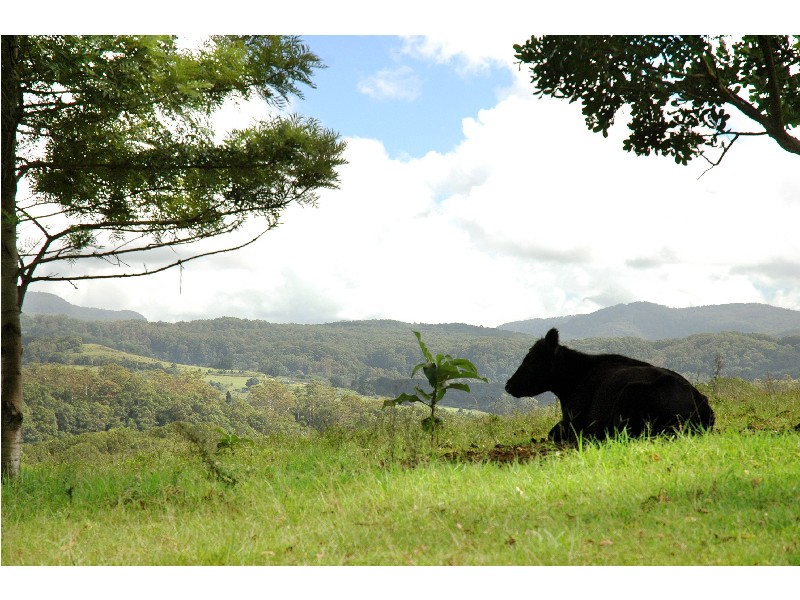 809 & 811 Coolamon Scenic Drive, Byron Bay NSW 2481