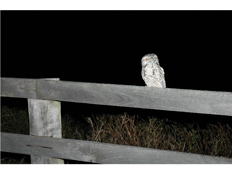 809 & 811 Coolamon Scenic Drive, Byron Bay NSW 2481