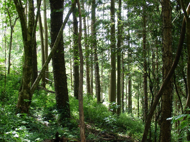 306 Coolamon Scenic Drive, Coorabell NSW 2479